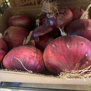 Blush Onion Plants - Dixondale Farms